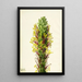 Agave lechuguilla - Mary Vaux Walcott — kehystetty taideteos seinällä