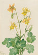 Keltainen akvilegia Aquilegia flavescens - Mary Vaux Walcott — näkymä teoksesta