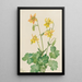 Keltainen akvilegia Aquilegia flavescens - Mary Vaux Walcott — kehystetty taideteos seinällä