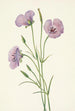 Mariposa lilaksi Calochortus splendens - Mary Vaux Walcott — näkymä teoksesta