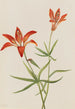 Lilja Lilium montanum - Mary Vaux Walcott — näkymä teoksesta