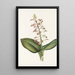 Lilja Twayblade Liparis liliifolia - Mary Vaux Walcott — kehystetty taideteos seinällä