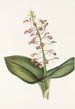 Lilja Twayblade Liparis liliifolia - Mary Vaux Walcott — näkymä teoksesta