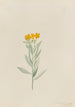 Lithospermum canescens - Mary Vaux Walcott — näkymä teoksesta