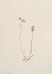 Lobelia kalmii - Mary Vaux Walcott — näkymä teoksesta