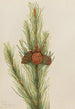 Mutkikas Pinus contorta murrayana - Mary Vaux Walcott — näkymä teoksesta