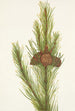 Mutkikas Pinus contorta murrayana - Mary Vaux Walcott — näkymä teoksesta