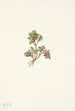 Vaccinium caespitosum - Mary Vaux Walcott — näkymä teoksesta