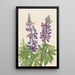 Lupinus fornosus - Mary Vaux Walcott — kehystetty taideteos seinällä