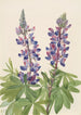 Lupinus fornosus - Mary Vaux Walcott — näkymä teoksesta