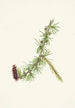 Lyallin Larix lyallii - Mary Vaux Walcott — näkymä teoksesta
