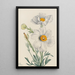 Romneya coulteri - Mary Vaux Walcott — kehystetty taideteos seinällä