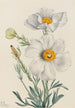 Romneya coulteri - Mary Vaux Walcott — näkymä teoksesta