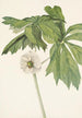 Podophylle pelté Podophyllum peltatum - Mary Vaux Walcott — näkymä teoksesta