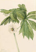 Podophylle pelté Podophyllum peltatum - Mary Vaux Walcott — näkymä teoksesta