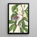 Passiflore incarnée Passiflora incarnata - Mary Vaux Walcott — kehystetty taideteos seinällä