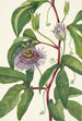 Passiflore incarnée Passiflora incarnata - Mary Vaux Walcott — näkymä teoksesta