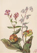 Beauté des prés Rhexia virginica Serpentaire Nabalus albus Sarracénie pourpre Sarracenia purpurea - Mary Vaux Walcott — näkymä teoksesta