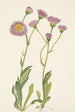 Vergerette des prés Erigeron speciosus - Mary Vaux Walcott — näkymä teoksesta