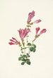 Pénstémon de Menzies Pentstemon menziesii - Mary Vaux Walcott — näkymä teoksesta