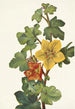 Fremontia mexicaine Fremontodendron mexicanum - Mary Vaux Walcott — näkymä teoksesta