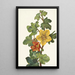 Fremontia mexicaine Fremontodendron mexicanum - Mary Vaux Walcott — kehystetty taideteos seinällä