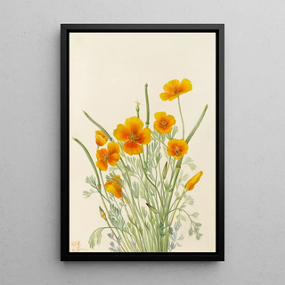Mary Vaux Walcott - Mexican Poppy Eschscholtzia mexicana.webp