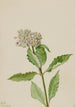 Asclépiade Asclepias - Mary Vaux Walcott — näkymä teoksesta