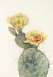 Figuier de Barbarie du Missouri Opuntia polyacantha - Mary Vaux Walcott — näkymä teoksesta