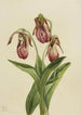 Sabot de Vénus Cypripedium acaule - Mary Vaux Walcott — näkymä teoksesta