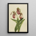 Sabot de Vénus Cypripedium acaule - Mary Vaux Walcott — kehystetty taideteos seinällä