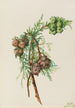 Cyprès de Monterey Cupressus macrocarpa - Mary Vaux Walcott — näkymä teoksesta