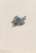 Myosotis des mousses Eritrichum elongatum - Mary Vaux Walcott — näkymä teoksesta