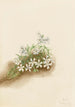 Phlox mousseux Phlox subulata - Mary Vaux Walcott — näkymä teoksesta