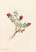 Airelle des montagnes Vaccinium vitis-idaea minus - Mary Vaux Walcott — näkymä teoksesta