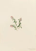 Airelle des montagnes Vaccinium vitis-idaea minus - Mary Vaux Walcott — näkymä teoksesta