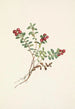 Vuoripuolikan marja Vaccinium vitis-idaea minus - Mary Vaux Walcott — näkymä teoksesta