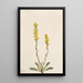 Kultakuusama vuorilta Solidago oreophila - Mary Vaux Walcott — kehystetty taideteos seinällä
