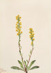 Kultakuusama vuorilta Solidago oreophila - Mary Vaux Walcott — näkymä teoksesta