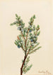 Vuorikataja Juniperus sibirica - Mary Vaux Walcott — näkymä teoksesta