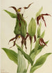 Venuksen kengät vuorilta Cypripedium montanum - Mary Vaux Walcott — näkymä teoksesta