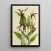 Venuksen kengät vuorilta Cypripedium montanum - Mary Vaux Walcott — kehystetty taideteos seinällä