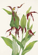 Venuksen kengät vuorilta Cypripedium montanum - Mary Vaux Walcott — näkymä teoksesta