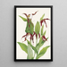 Venuksen kengät vuorilta Cypripedium montanum - Mary Vaux Walcott — kehystetty taideteos seinällä