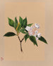 Laurier des montagnes Kalmia latifolia - Mary Vaux Walcott — näkymä teoksesta