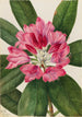 Vuorirhododendron vuorilta Rhododendron catawbiense - Mary Vaux Walcott — näkymä teoksesta