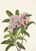 Vuorilaakeri vuorilta Kalmia latifolia - Mary Vaux Walcott — näkymä teoksesta