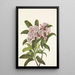 Vuorilaakeri vuorilta Kalmia latifolia - Mary Vaux Walcott — kehystetty taideteos seinällä