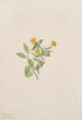 Muskukukka Mimulus moschatus - Mary Vaux Walcott — näkymä teoksesta