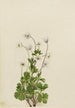 Pohjoisen Anemone Anemone parviflora - Mary Vaux Walcott — näkymä teoksesta